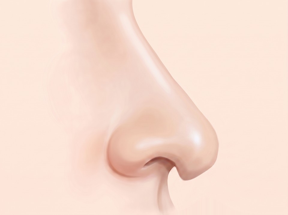 옆에서 본 코 일러스트 — 코끝이 아래로 처져 내려앉은 모습