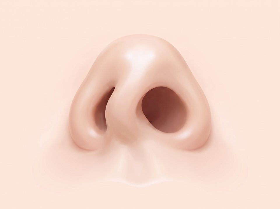 아래에서 올려다본 코 일러스트 — 좌우 콧구멍 크기가 다르고 코 기둥이 휜 모습